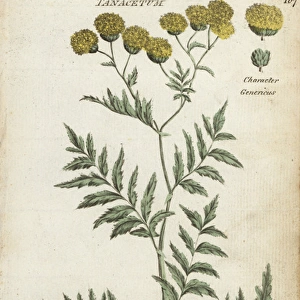 Common tansy, Tanacetum vulgare