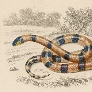 Coral Snake