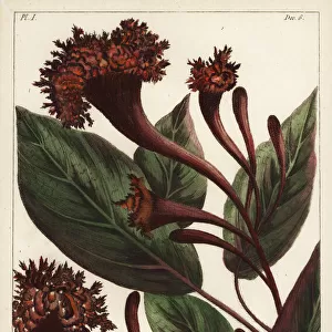 Cornucopian shrub, Copianthus indica
