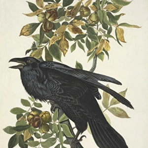 Corvus corax, common raven