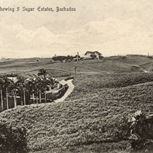 Country scene with five sugar estates, Barbados, West Indies
