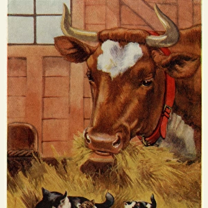 Cow, cat & kittens