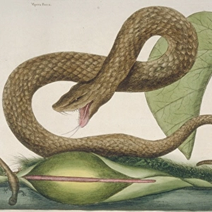 Crotalus sp. brown viper