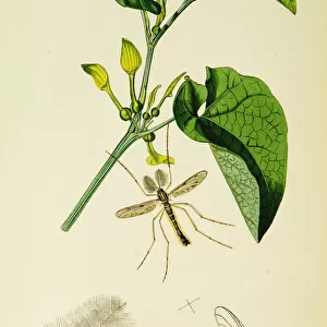 Curtis British Entomology Plate 501