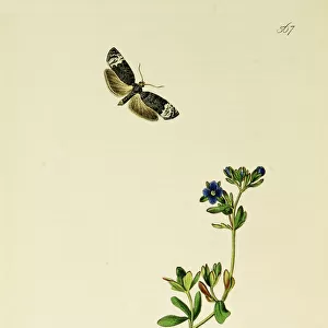 Curtis British Entomology Plate 567