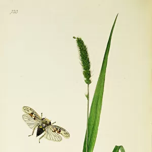 Curtis British Entomology Plate 733