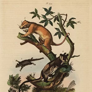 Cuscus, yellow-bellied glider, feathertail