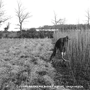 Cutting Osiers for Basket Making, Lough Neagh