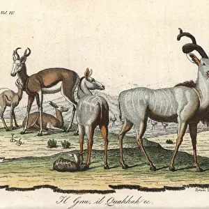 Cuviers gazelle (endangered) and greater kudu