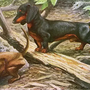 Two Dachshunds