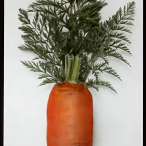 Daucus Carota Sativus (Carrot) with leaves attached