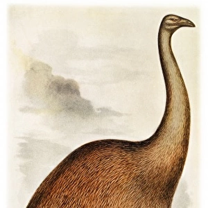 Dinornis giganteus, giant moa