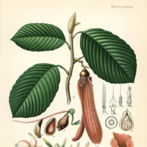Dipterocarpus retusus. Vulnerable