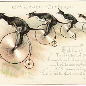 Four dogs on bicycles on a Christmas card
