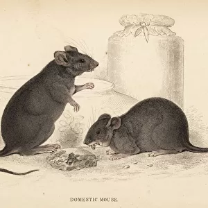 Domestic mouse, Mus musculus