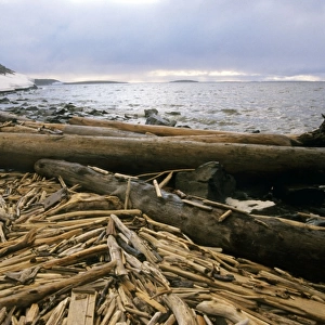 Driftwood - accumulating in Yenisey-river gulf