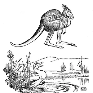 The Duck and the Kangaroo - Edward Lear