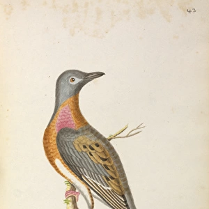 Ectopistes migratorius, Passenger pigeon