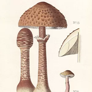 Edible parasol mushroom, Lepiota procera