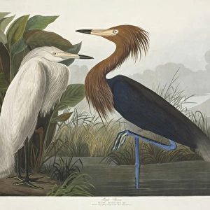 Egretta rufescens, reddish egret