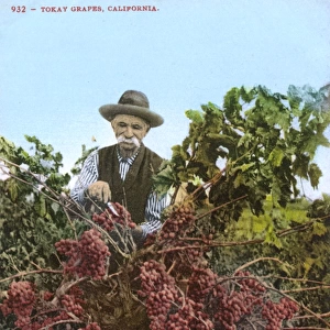 Elderly man tending Tokay grapes, Lodi, California, USA