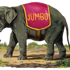Elephant / Jumbo Scrap