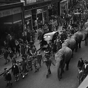 Elephants parade through town to publicise circus