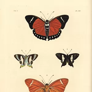 Eleus orange forester and Neaves banded judy butterfly
