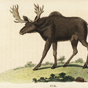 Elk, Cervus canadensis