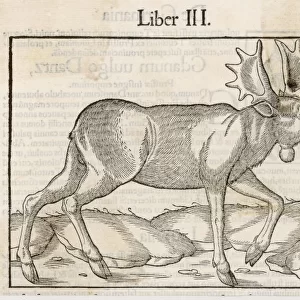 Elk (Munster)