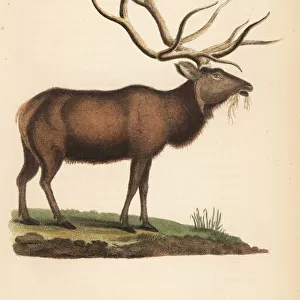 Elk or wapiti, Cervus canadensis (Cervus strongyloceros)
