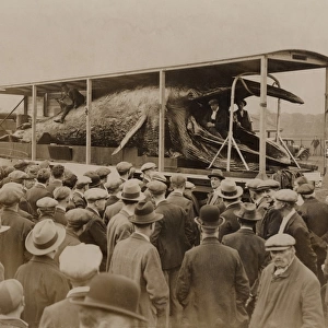 Embalmed whale on tour in England, 1931
