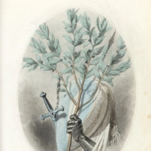 Emblematic illustration of the laurel, Laurus nobilis