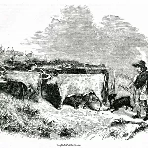 English cattle drover at work