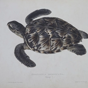 Eretmochelys imbricata, hawksbill turtle