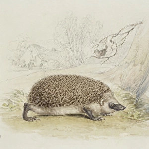 Erinaceus europaeus, western European hedgehog