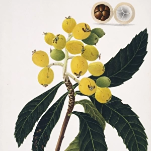 Eriobotrya japonica, loquatt tree
