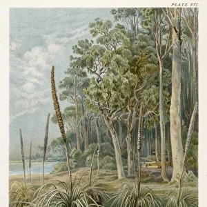 Eucalyptus - Australia