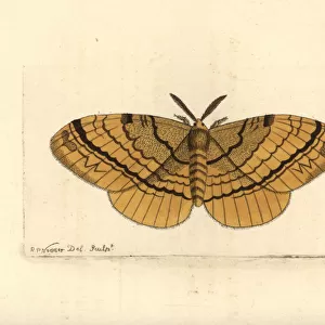 Eupterote fabia moth