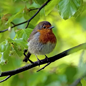 European Robin - adult - rests in European / Common