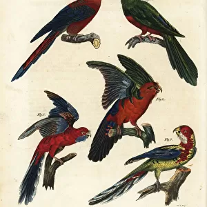Exotic and extinct parrots