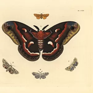 Exotic moths including cecropia