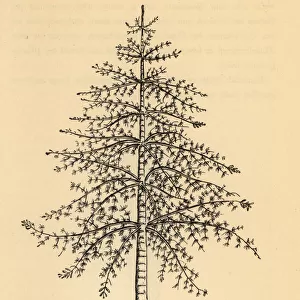 Extinct arborescent horsetail, Calamite genus