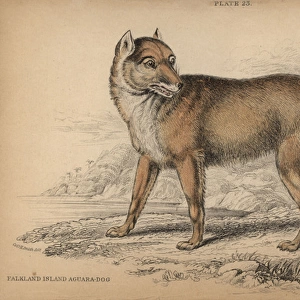 Falkland Island Aguara-dog, Dusicyon australis