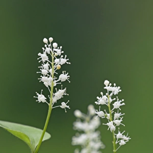 False lily of the valley - May lily - flowering