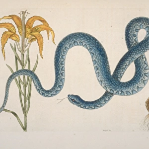 Farancia sp. mud snake