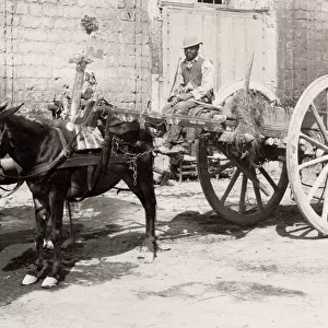 Farmers cart being pulled by a pair of horses, southern Italy