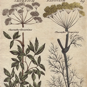 Fennel, Foeniculum vulgare and Alexanders
