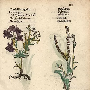 Field larkspur, Consolida regalis, and milkwort