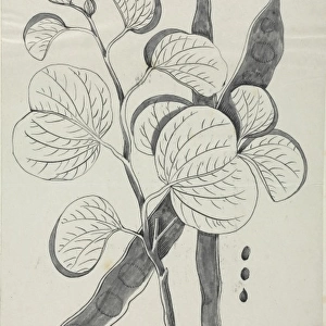 Figure from Descriptiones Fruticum et Arborum Luzonis by Geo